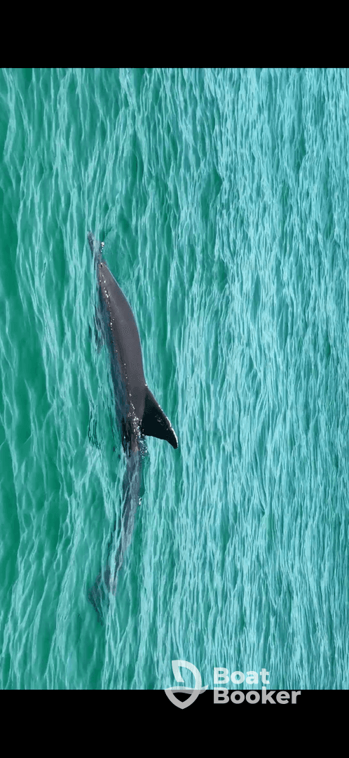 A dolphin gracefully swims through the clear turquoise waters, showcasing the beauty of marine wildlife in its natural habitat.