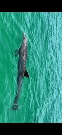 A stunning close-up of a dolphin swimming gracefully through clear turquoise waters, showcasing the beauty of marine wildlife.