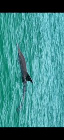 A dolphin gracefully swims through the clear turquoise waters, showcasing the beauty of marine wildlife in its natural habitat.