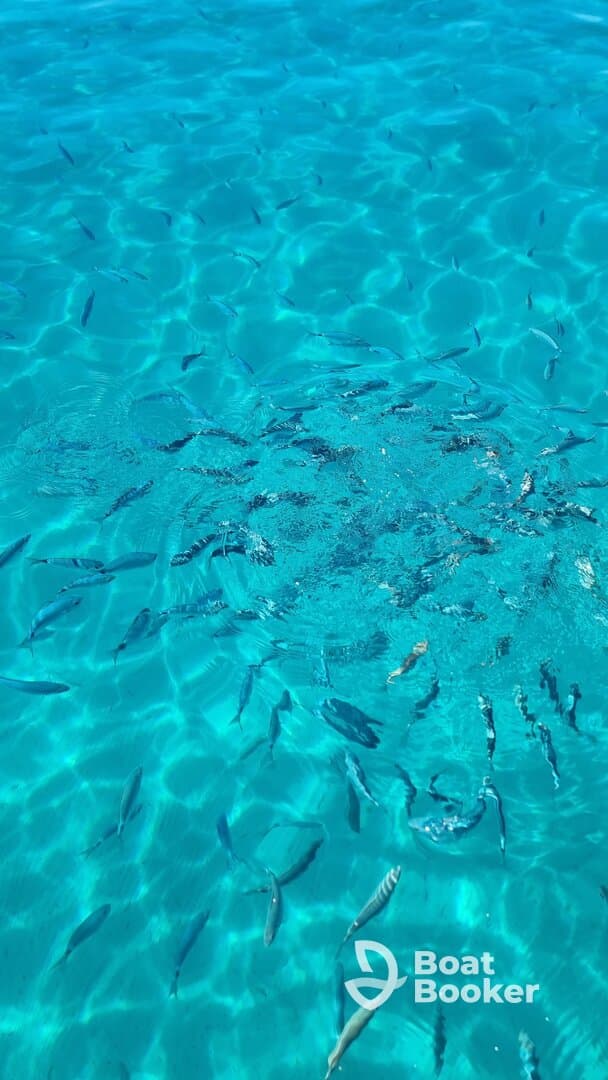 A vibrant underwater scene showcasing a school of fish swimming in crystal-clear turquoise waters, perfect for snorkeling and marine exploration.