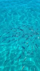 A vibrant underwater scene showcasing a school of fish swimming in crystal-clear turquoise waters, perfect for snorkeling and marine exploration.