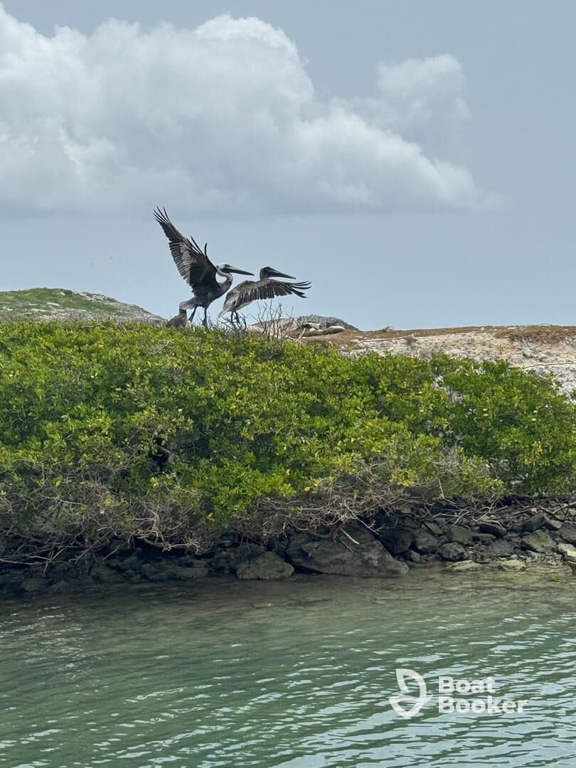 A pair of pelicans interact on a rocky shoreline, showcasing the beauty of wildlife in their natural habitat.