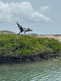 A pair of pelicans interact on a rocky shoreline, showcasing the beauty of wildlife in their natural habitat.