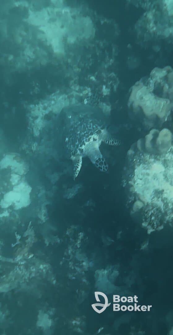 A serene underwater shot of a turtle gliding over coral, showcasing the beauty of marine wildlife in its natural habitat.