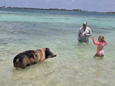 A child interacts with a swimming pig in shallow waters, creating a memorable wildlife experience in the Bahamas.
