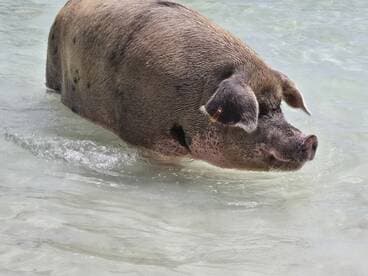 A close-up of a pig swimming in shallow waters, showcasing the unique wildlife experiences available in the Bahamas.