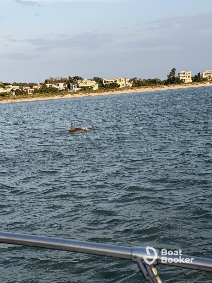 A dolphin gracefully swims in the waters near a scenic shoreline, showcasing the beauty of marine wildlife in its natural habitat.