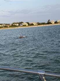 A dolphin gracefully swims in the waters near a scenic shoreline, showcasing the beauty of marine wildlife in its natural habitat.