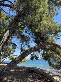 A scenic view of trees framing a shoreline, with clear blue waters in the background. The image captures a tranquil natural setting, ideal for relaxation and outdoor activities.
