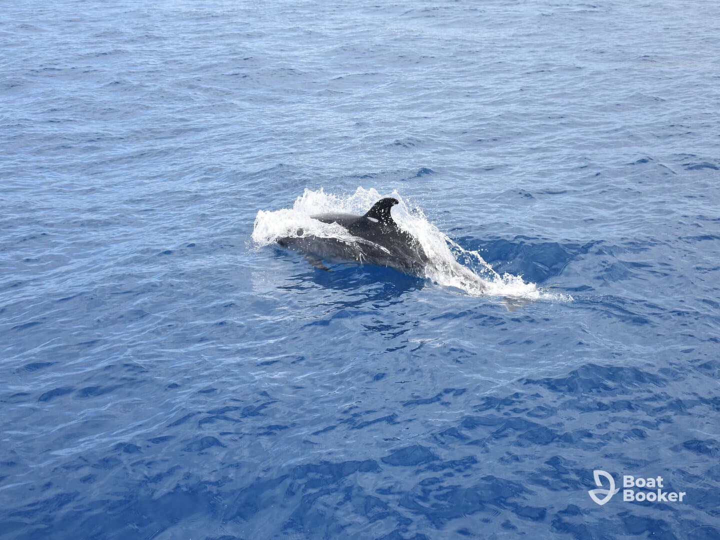 A dolphin gracefully swims through the vibrant blue waters, showcasing the beauty of marine wildlife in its natural habitat.