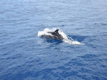 A dolphin gracefully swims through the vibrant blue waters, showcasing the beauty of marine wildlife in its natural habitat.