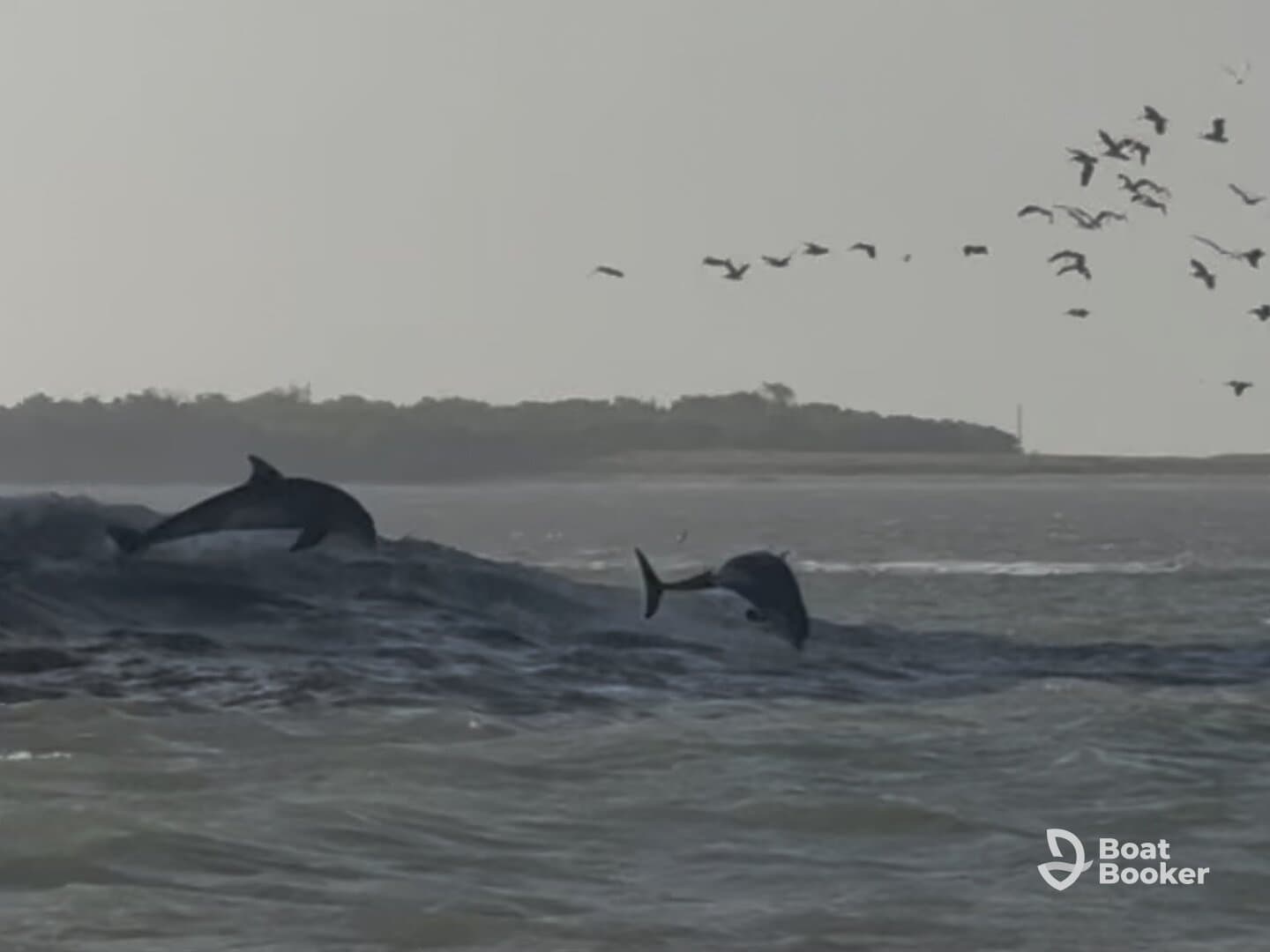 Two dolphins leap gracefully from the waves, showcasing their playful nature in the ocean, with birds flying overhead — a stunning display of wildlife in their natural habitat.