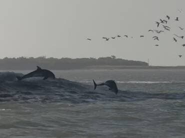 Two dolphins leap gracefully from the waves, showcasing their playful nature in the ocean, with birds flying overhead — a stunning display of wildlife in their natural habitat.