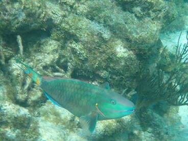 A vibrant parrotfish swims gracefully through the coral reef, showcasing its stunning colors and intricate patterns — a beautiful sight in underwater ecosystems.