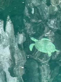 A serene underwater view of a turtle swimming gracefully, showcasing the beauty of marine wildlife in its natural habitat.