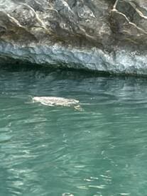 A serene moment capturing a turtle swimming in clear turquoise waters, showcasing the beauty of marine wildlife.