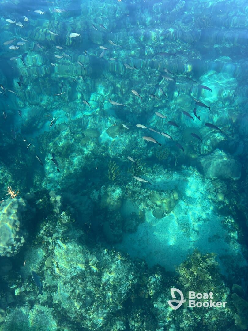 A vibrant underwater scene showcasing a variety of fish swimming over a coral reef, highlighting the beauty of marine life in crystal-clear waters.