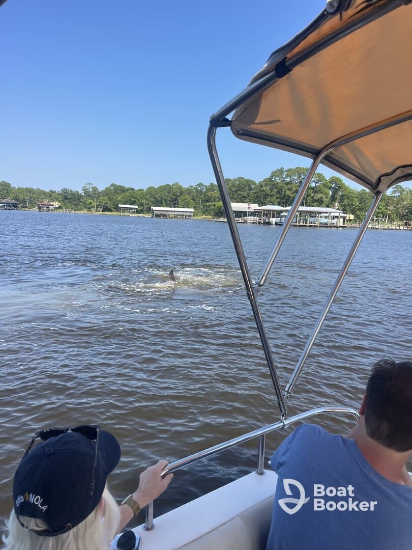 A thrilling moment as guests on a boat observe dolphins swimming nearby, showcasing the beauty of wildlife encounters on the water.