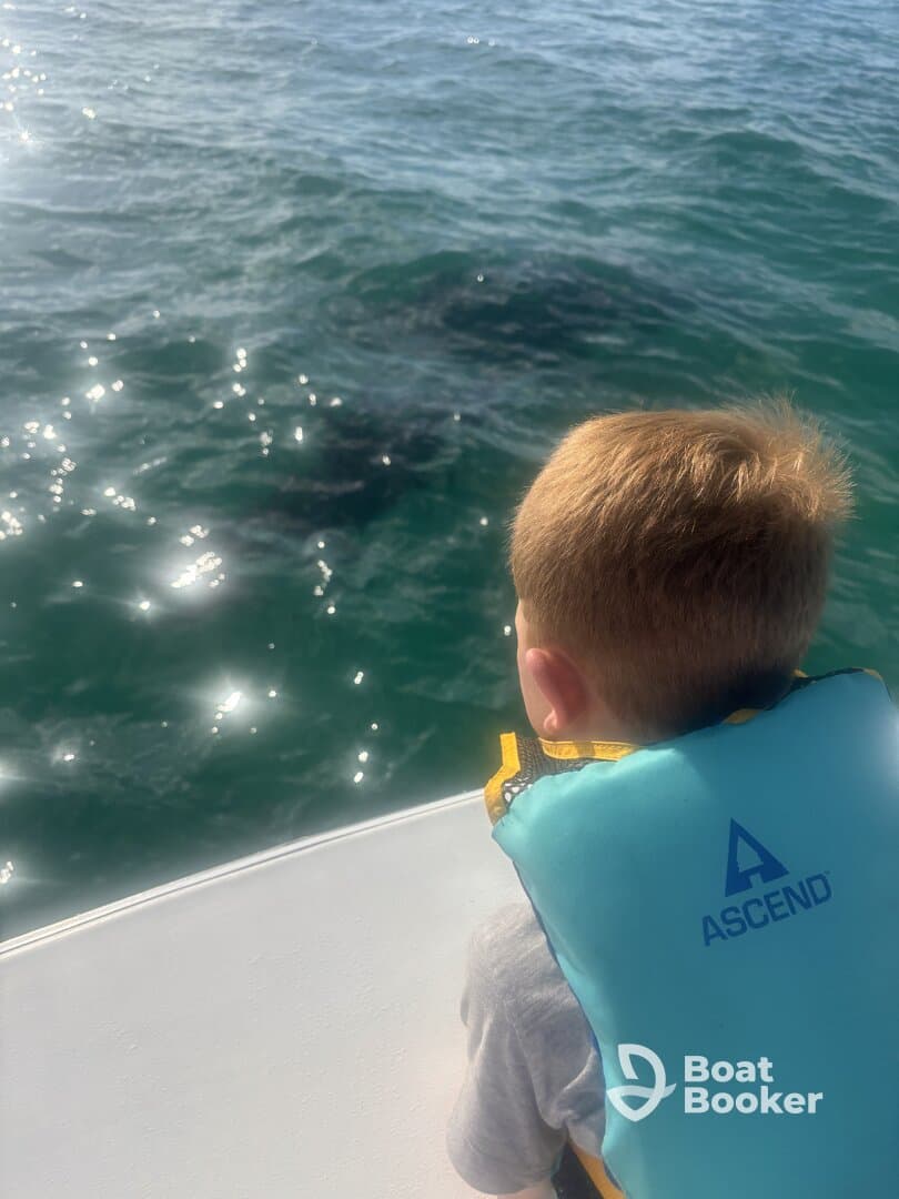 A young child observes marine life from the boat, showcasing a thrilling wildlife encounter on the water.
