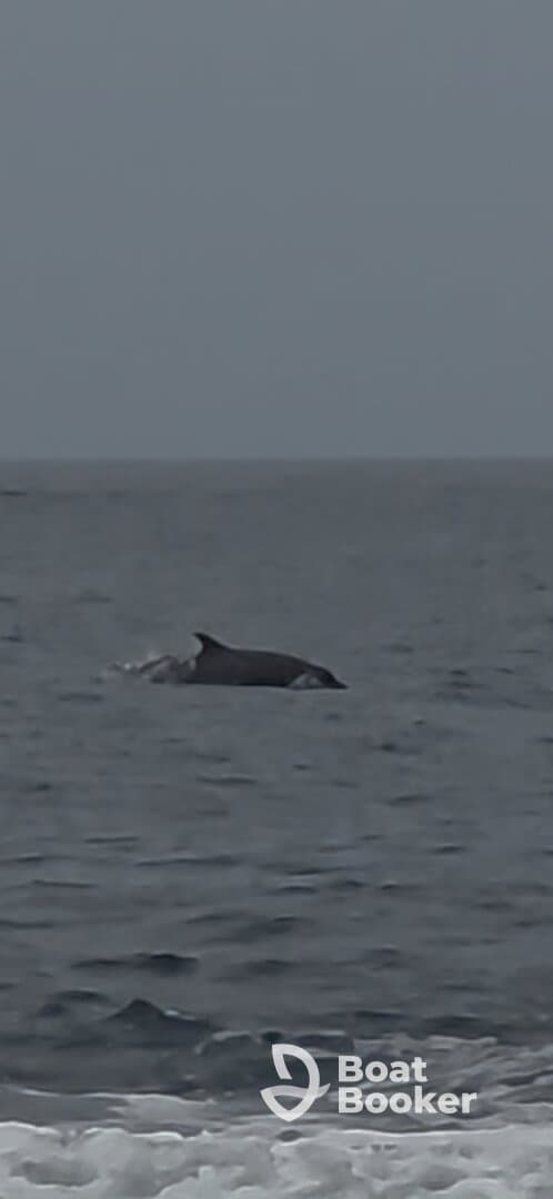 A dolphin gracefully swims through the ocean, showcasing the beauty of marine wildlife in its natural habitat.