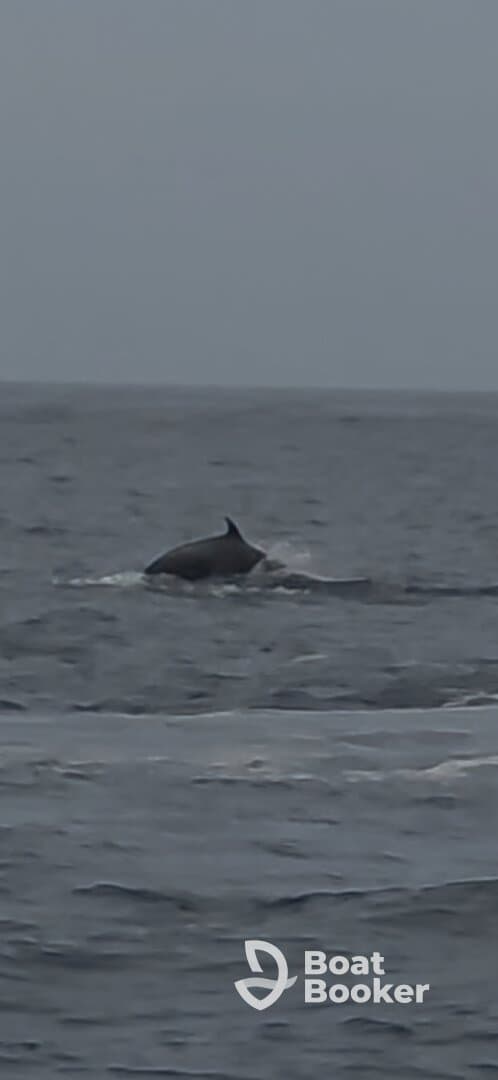 A dolphin gracefully breaches the surface of the ocean, showcasing the beauty of marine wildlife during a boat tour.