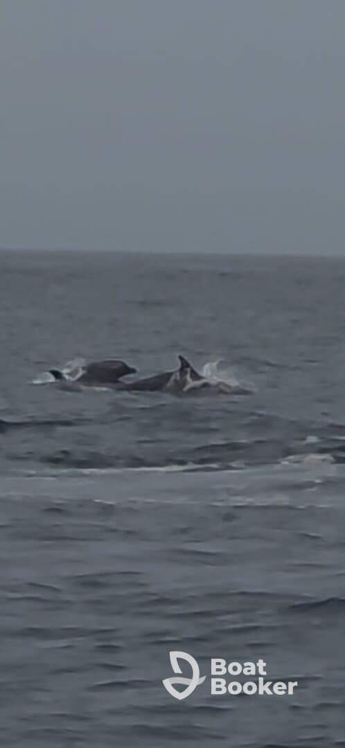 A captivating sight of dolphins swimming in the open ocean, showcasing the beauty of marine wildlife in their natural habitat.
