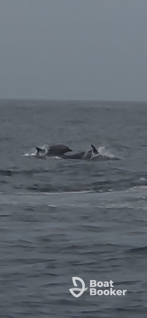 A captivating moment capturing dolphins swimming in the open ocean, showcasing the beauty of marine wildlife.