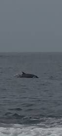A dolphin gracefully swims through the ocean, showcasing the beauty of marine wildlife in its natural habitat.