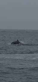 A dolphin gracefully breaches the surface of the ocean, showcasing the beauty of marine wildlife during a boat tour.