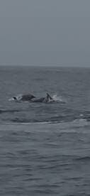 A captivating sight of dolphins swimming in the open ocean, showcasing the beauty of marine wildlife in their natural habitat.