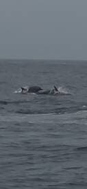 A captivating moment capturing dolphins swimming in the open ocean, showcasing the beauty of marine wildlife.