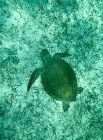 A serene underwater view of a turtle gliding over a sandy seabed, showcasing the beauty of marine wildlife in its natural habitat.