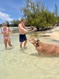 A young couple interacts with a friendly pig in shallow waters, showcasing a unique wildlife experience in the Bahamas.
