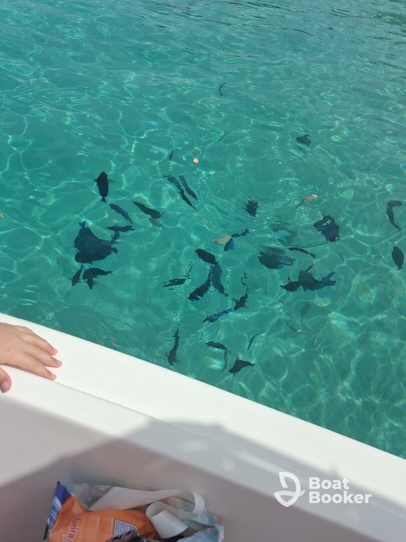 A child's hand reaches over the side of a boat, observing a school of fish swimming in the clear turquoise waters — a delightful moment of wildlife interaction.