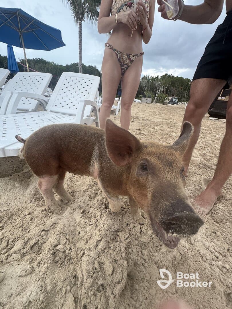 Fun Fun Fun! 🌊🐖🐢🐚🦞