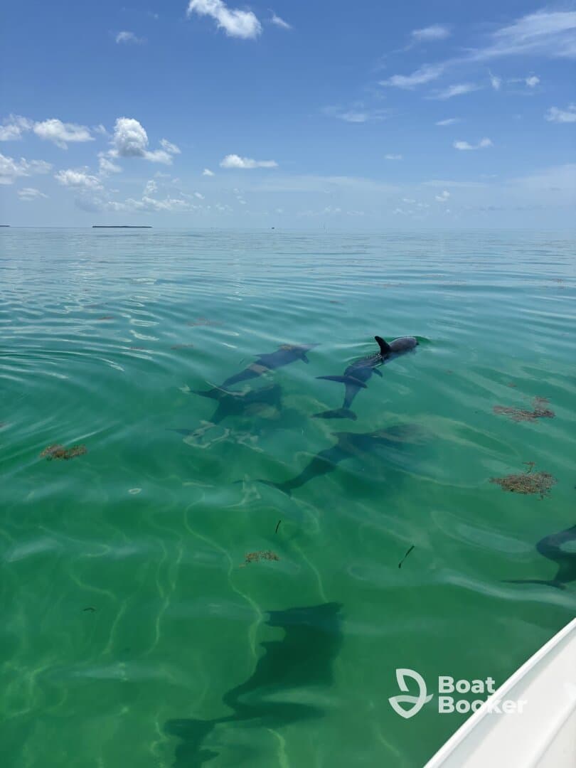 A serene view of dolphins swimming gracefully in crystal-clear waters, showcasing the beauty of marine wildlife in their natural habitat.