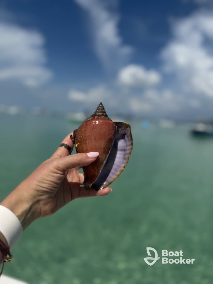 A close-up of a hand holding a beautiful shell against a backdrop of clear turquoise waters, showcasing the natural beauty of marine life.
