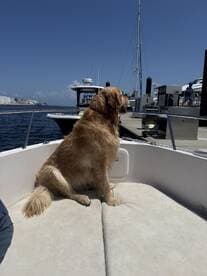 A golden retriever sits comfortably on the boat, enjoying the sunny day by the water — a perfect companion for any boating adventure.