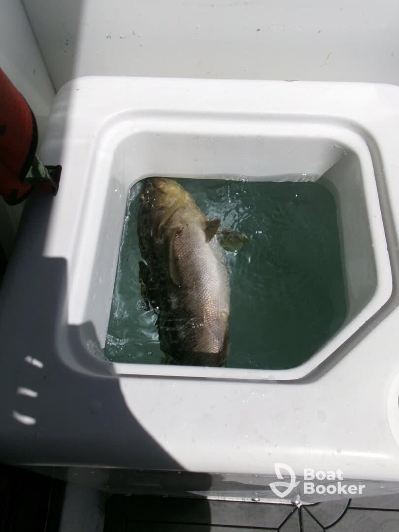 A close-up view of a fish in a cooler on a boat, showcasing the excitement of a successful fishing trip.