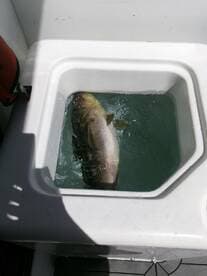A close-up view of a fish in a cooler on a boat, showcasing the excitement of a successful fishing trip.