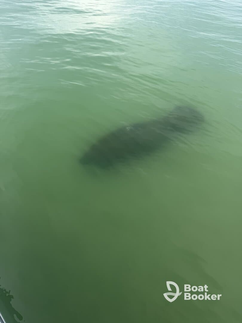 A serene underwater view of a manatee gliding through the green waters, showcasing the beauty of marine wildlife in their natural habitat.