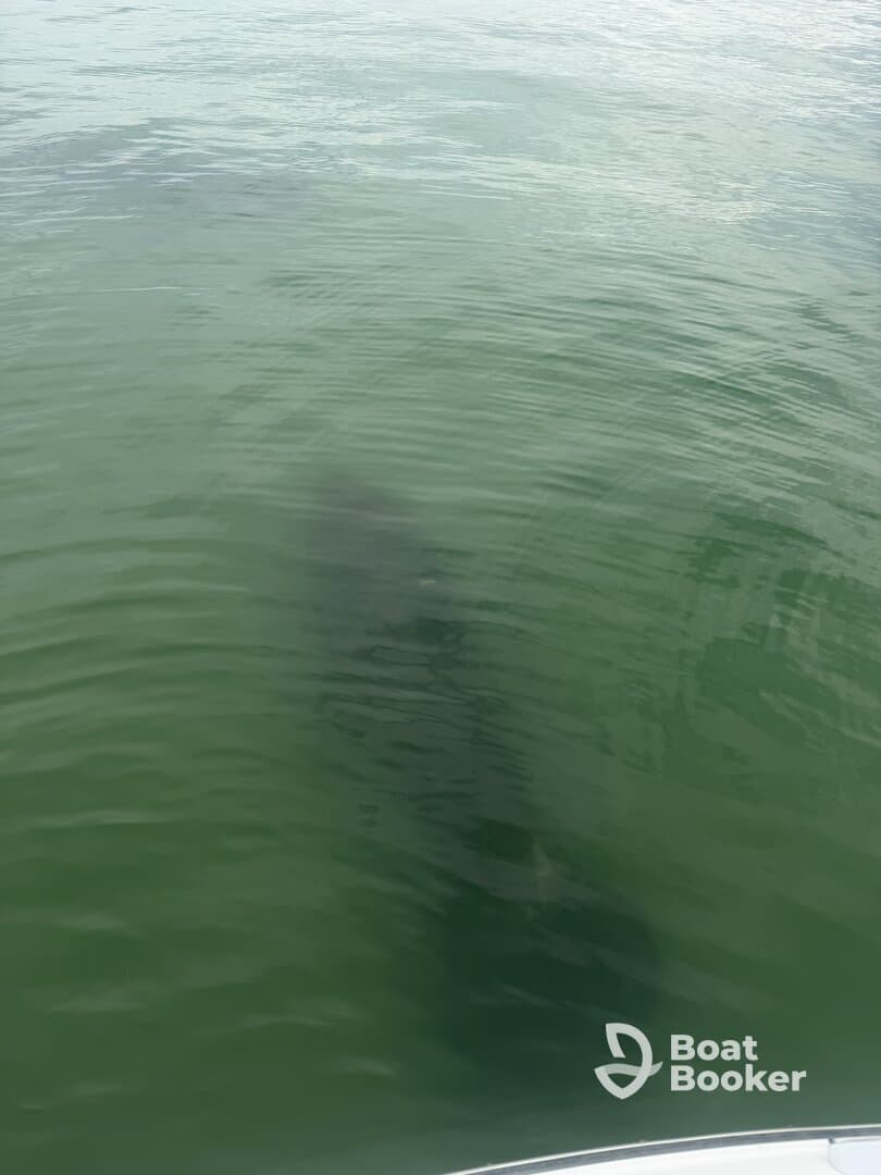 A mysterious underwater glimpse of a shark swimming in clear waters, showcasing the beauty of marine wildlife.