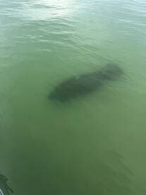 A serene underwater view of a manatee gliding through the green waters, showcasing the beauty of marine wildlife in their natural habitat.