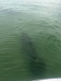 A mysterious underwater glimpse of a shark swimming in clear waters, showcasing the beauty of marine wildlife.
