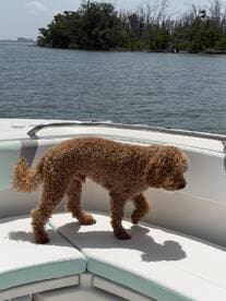 A playful dog explores the comfortable seating area of a boat, enjoying a sunny day on the water — perfect for pet-friendly boating adventures.