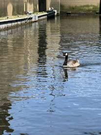 A solitary goose swims gracefully in calm waters, reflecting the serene surroundings — a peaceful moment in nature.