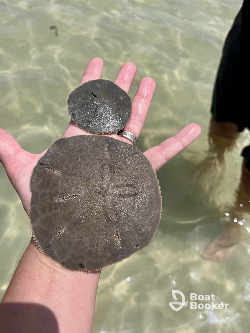 A close-up of a hand holding two stingrays in shallow water, showcasing a unique wildlife encounter in a tropical setting.