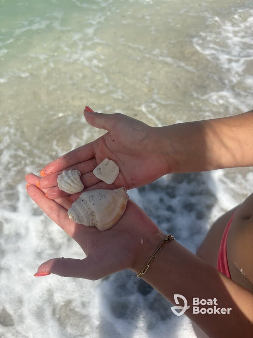 A close-up of a person's hands holding various seashells at the beach, showcasing the beauty of marine life and beachcombing treasures.