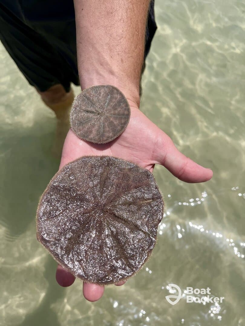 A close-up of a person holding two sand dollars in shallow water, showcasing a unique marine encounter perfect for beachcombing enthusiasts.