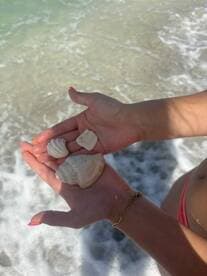 A close-up of a person's hands holding various seashells at the beach, showcasing the beauty of marine life and beachcombing treasures.